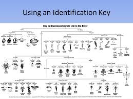 Macroinvertebrate Identify Keys Www Imghulk Com