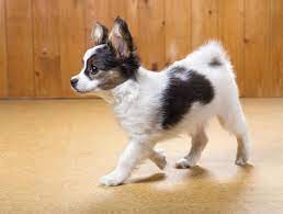 Hundebesitzer übernehmen mit dem einzug eines welpen auch die verantwortung für die. Papillon Welpen Kaufen