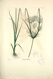 Image result for Cyperus distans