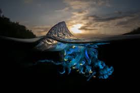 Check spelling or type a new query. 20 Breathtaking Half Underwater Pictures Passport Ocean
