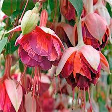 Pin On Fuchsias Of Carmel Ca