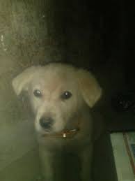 Kocaeli Kucuk Prense Omurluk Yuva Kocaeli Kucuk Prense Omurluk Yuva Kopek Kopekseverler Kopeksahiplendirme Golden Retriever Retriever Kopek