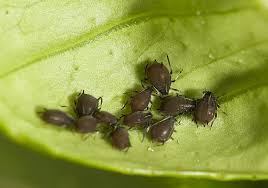 These winged adults fly to new plants. Aphids In Citrus Agriculture And Food