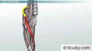 Located on the back of your thighs, your hamstrings perform the opposite function of the quads, bending your. Thigh Muscles Anatomy Support Movement Video Lesson Transcript Study Com