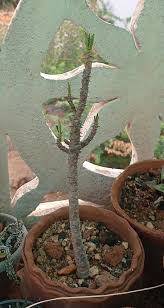 Image result for Monadenium torrei