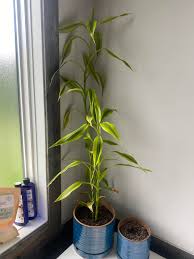 Image result for Dracaena sanderiana