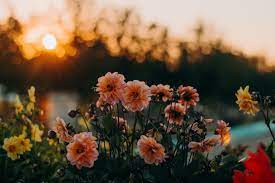Aesthetic Flower Background Landscape 2561902 Hd Wallpaper Backgrounds Download Aesthetic flower wallpaper hd flowers healthy. itl cat