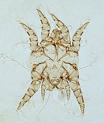 Ear Mites Mar Vista Animal Medical Center