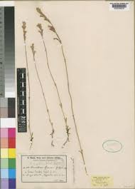 Image result for Congolanthus longidens