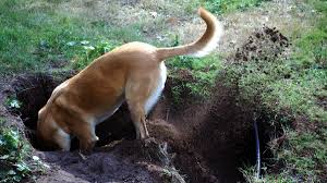 How to prevent dogs from digging. How To Deal With Your Dog S Incessant Digging