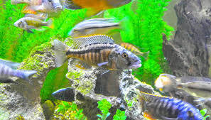 Shop beauty, electronics, fashion, home, and more. Frozen Fish Design Ltd Home Facebook