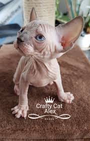 the russian donskoy generally has 4 coats and they each differ in colors the different coats of russian donskoy cats include hairless cat sphynx cat pets cats