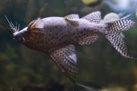 Bettas are not far behind, averaging only about two years. Upside Down Catfish 101 Care Size Tank Mates