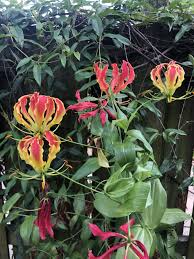 Image result for Gloriosa sessiliflora