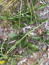 Image result for Parinari capensis