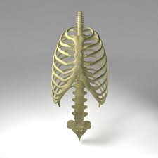 The thoracic cage, or rib cage, normally protects the lungs. Thoristic Cage Rib Cage 3d Model 99 Ma Max Obj Fbx Unknown Free3d