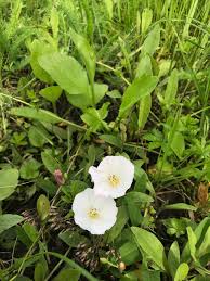 Image result for Astripomoea grantii