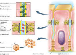 3 types of animal cell junctions. This Photo Displays Three Different Types Of Cell Junctions 1 Desmosomes Hold Cells Together Protein To Protei Cell Junction Gap Junction Basement Membrane