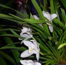 Pin On Orchids