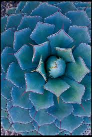 This huernia is sometimes labeled as a cactus in some nurseries. The Most Beautiful Agave Plants And How To Care For Them Sunset Sunset Magazine