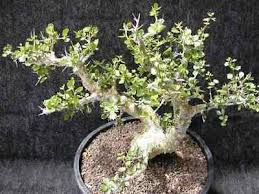 Image result for Commiphora caerulea