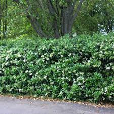 Privets are one of the most common shrubs the most popular types include the amur privet (ligustrum amurense), japanese privet (l. Waxleaf Privet Hedge Ligustrum Japonicum For Sale Brighter Blooms Nursery Brighterblooms Com