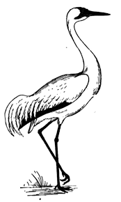 Crane bird eating frog coloring pages. Crane Bird Coloring Pages Netart