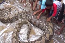 Penemuan ular terbesar di dunia. Usai Makan Babi Ular Piton Raksasa Ditangkap Warga Lubuk Begalung Padang