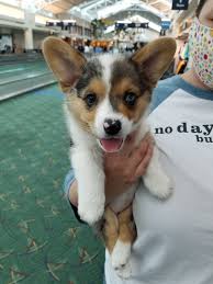 Tortellini, a pet tortoise, visits workplace