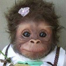 Pin By Shopnational On Wacky Monkeys Apes Cute Animals Cute Baby Animals Cute Monkey