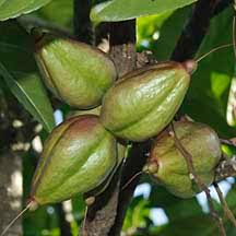 Image result for Barringtonia