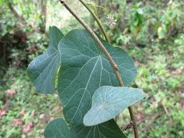 Image result for Stephania abyssinica