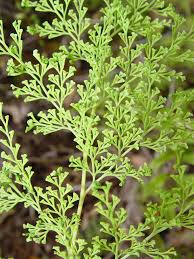 Image result for Odontosoria africana