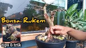 Rukem atau rukam adalah jenis tanaman lokal indonesia. Cara Membuat Bonsai Rukem Terlihat Kekar Flacourtia Indica Bonsai Youtube