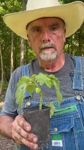 Ground Cherry #GardenTips #gardening #foodforest #homegarden #farmtotable  #farm #homestead #sustainability
