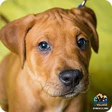 Always seek the advice of a licensed and qualified professional. Evansville In Boxer Hound Unknown Type Mix Meet Leon A Puppy For Adoption Puppy Adoption Dog Adoption Puppies
