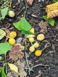 It was rediscovered in 1691 in china and was brought to this country in the late 1700s. The Fruits Of The Ginkgo Tree The Martha Stewart Blog