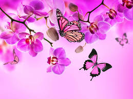 Orchid Butterflies Pink Color Flowers Wallpaper 5000x3750 336299 Flower Wallpaper Pink Nature Butterfly Wallpaper