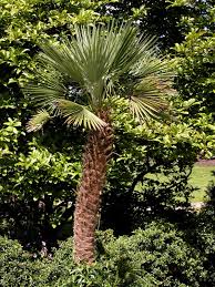 Image result for Xerophyta humilis