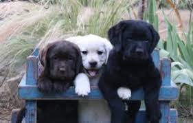 Jun 14, 2021 · akc proudly supports dedicated and responsible breeders. Labrador Breeders In California Top Picks 2021 We Love Doodles