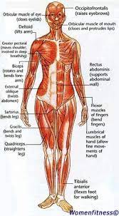 These bulky muscles also give the arm its strength. Women Strength Training Exercise Muscle Map Muscle Anatomy Body Anatomy Strength Training