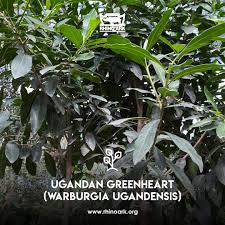 Image result for Warburgia ugandensis