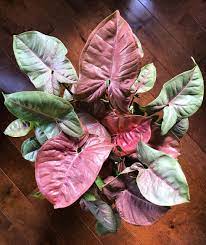 Terry Ils On Instagram My Pink Syngonium Has Extra Pink New Leaves And The Older Leaves Turn Pale Green It Also Seems To Have Lot Pale Green Plants New Leaf