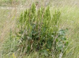 Image result for Rumex ruwenzoriensis