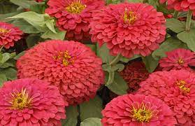 Hello i'm needing some advice about growing my marigolds and zinnias. Marigolds And Zinnias For Southern California Gardens Csmonitor Com