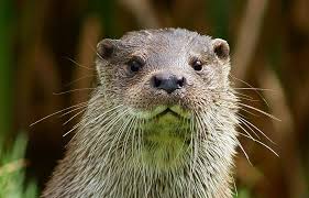 Otter Is A Cheerful Otter Otters Pets Animals