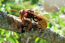 Pin On Pests