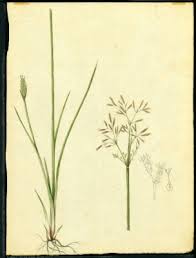 Image result for Fimbristylis complanata