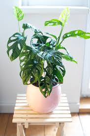 Monkey Monstera Monstera Adansonii Fraulein Selbstgemacht