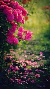Learn To Live Love Laugh And Enjoy Family In 2020 Beautiful Flowers Wallpapers Flowers Photography Flower Phone Wallpaper
